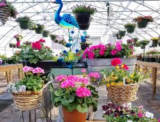 Colorful flowers planted in a variety of pots, watering cans, baskets, and barrels