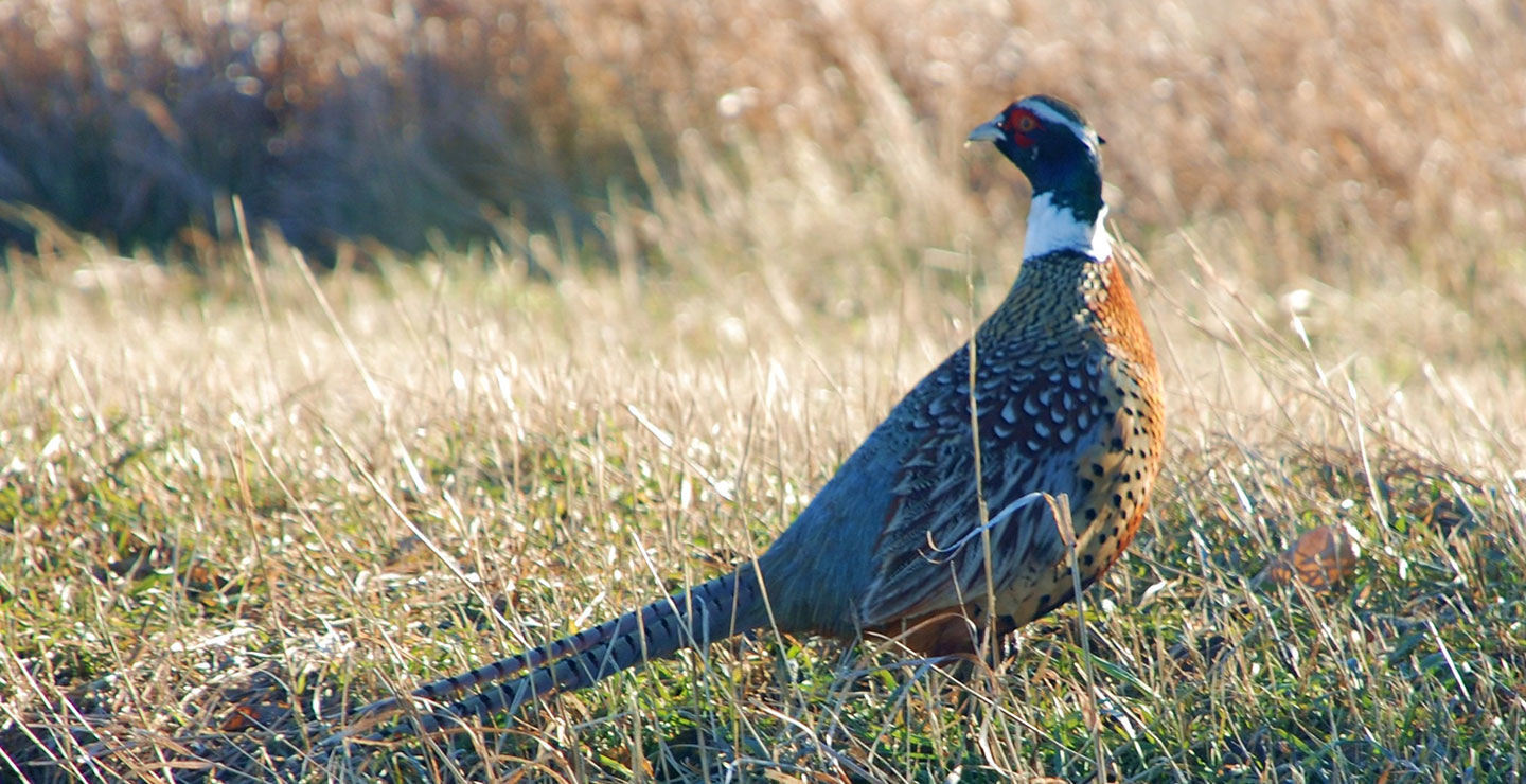 Pheasant standing in long grass