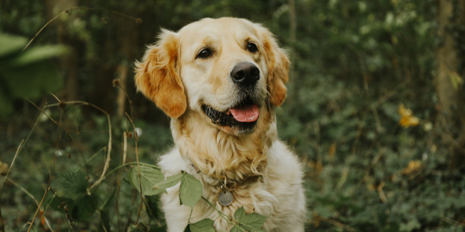 Golden retriever dog