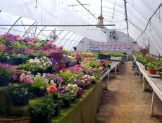 Flowers inside a greenhouse