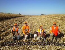 Four men and their dogs posing in a cornfield with pheasants they've hunted