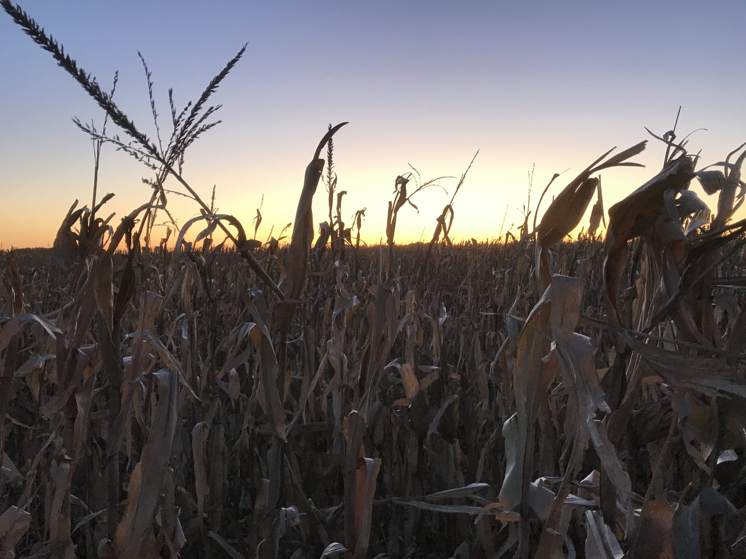 Harvestcorn